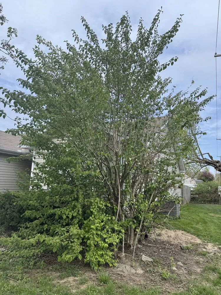 Top-rated yard cleanup service in Hamilton, OH - Big Ox Prolawns