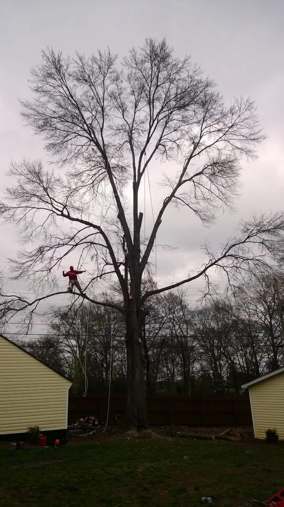 Local yard maintenance for beautiful yards across Loganville, GA - Big Red Tree Service