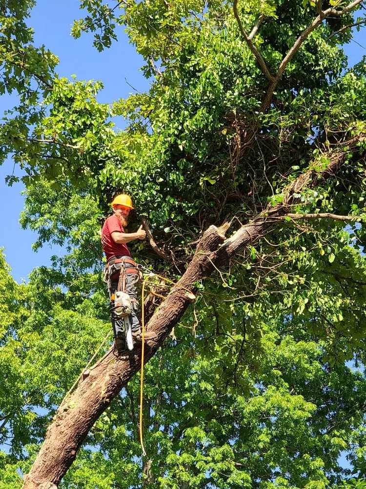 Top-rated landscape design in Loganville, GA - Big Red Tree Service