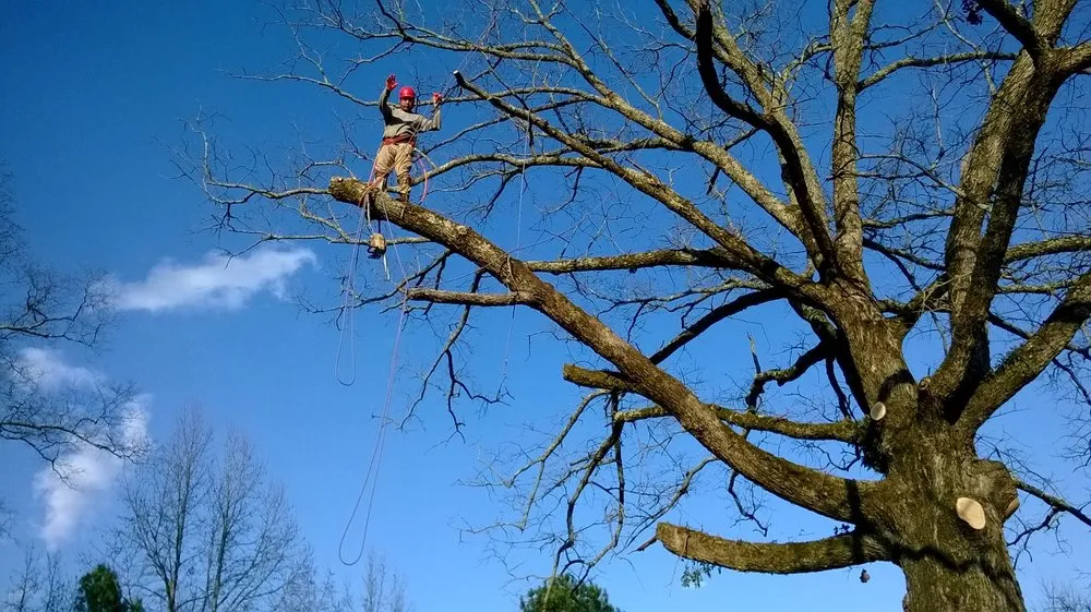 Reliable residential landscaping in Loganville, GA by Big Red Tree Service