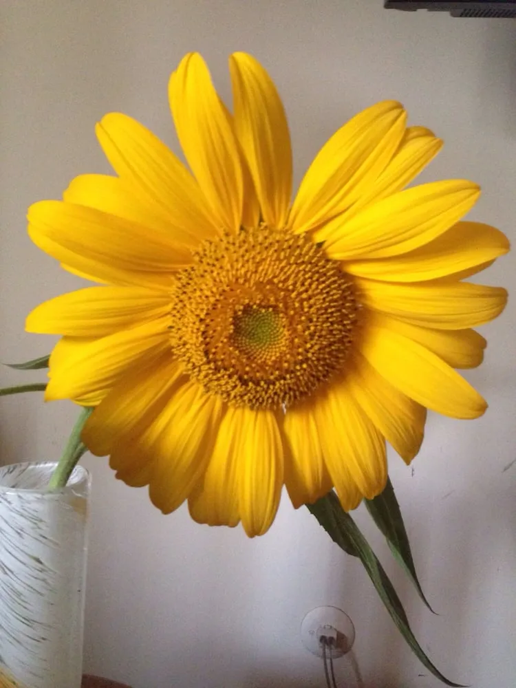 Professional lawn mowing service experts serving South River, NJ - Big River Lawn & Landscape