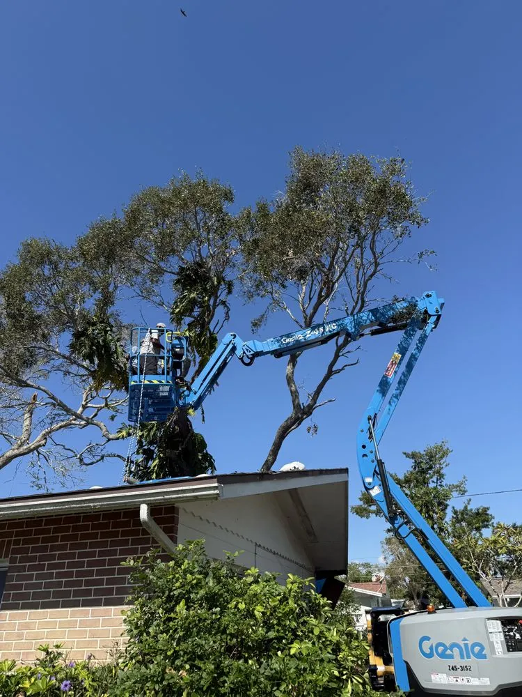 Professional residential landscaping for year-round maintenance across St. Petersburg, FL - Big Rob Lawn Care