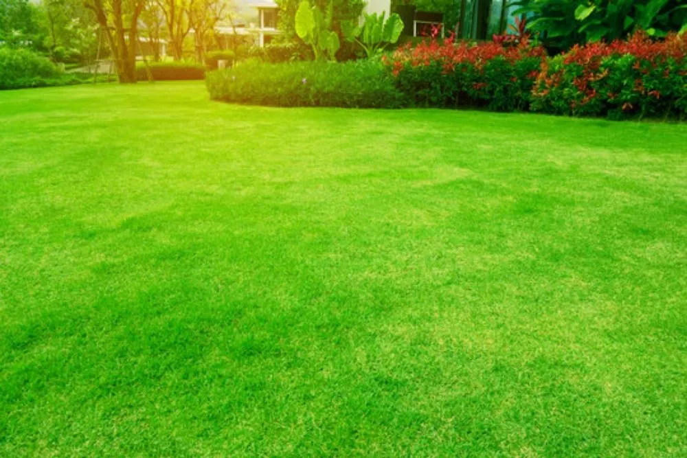 Top-rated lawn mowing service in Odessa, TX - Big Robs Landscaping And Services