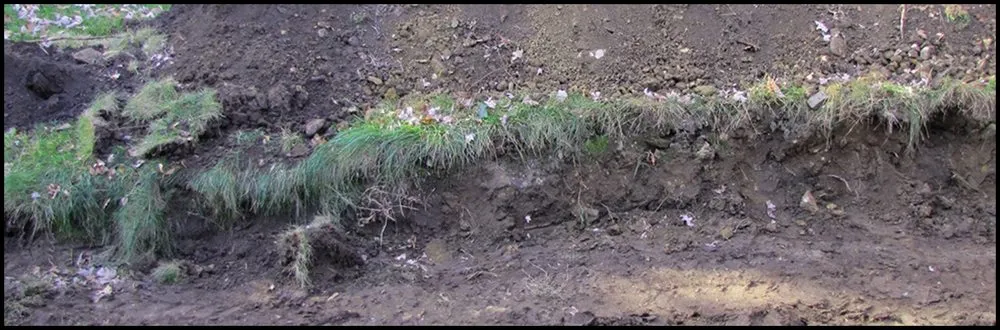 Professional lawn care service experts serving Ellenton, FL - Big T Sod