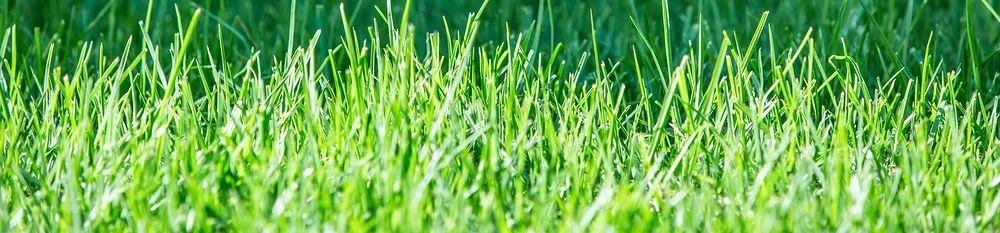 Custom landscape installation for beautiful yards across Ellenton, FL - Big T Sod