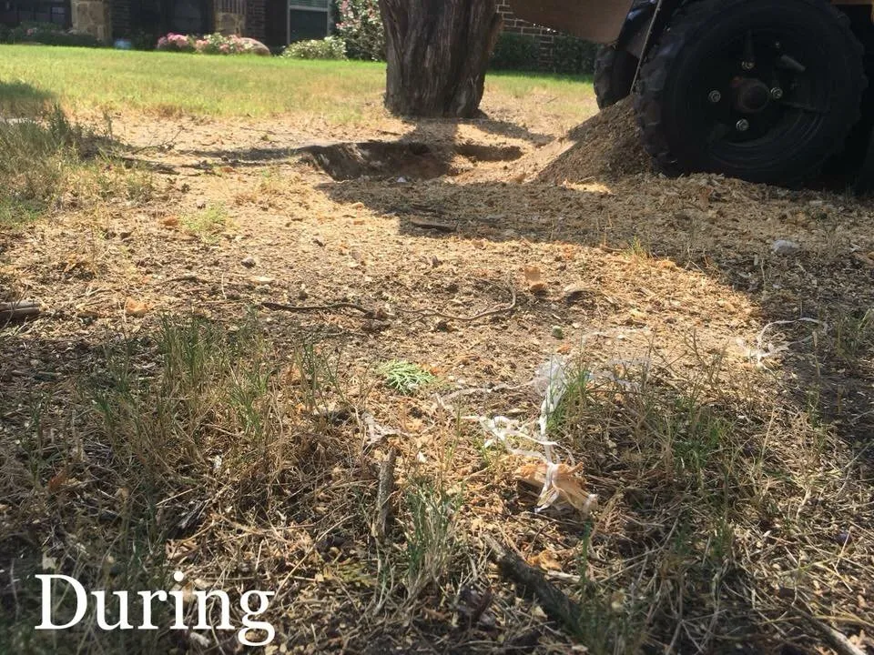 Professional yard cleanup service in Waxahachie, TX by Big Tex Tree & Landscaping