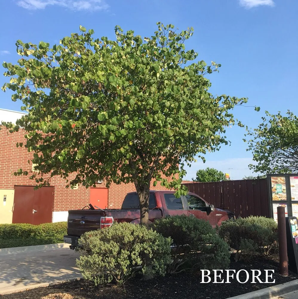 Affordable yard cleanup service for year-round maintenance in Waxahachie, TX by Big Tex Tree & Landscaping