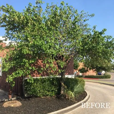 Big Tex Tree & Landscaping