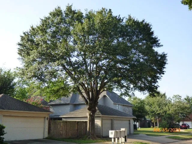 Top-rated yard cleanup service for year-round maintenance across Katy, TX - Big Tex Tree Service and Landscaping