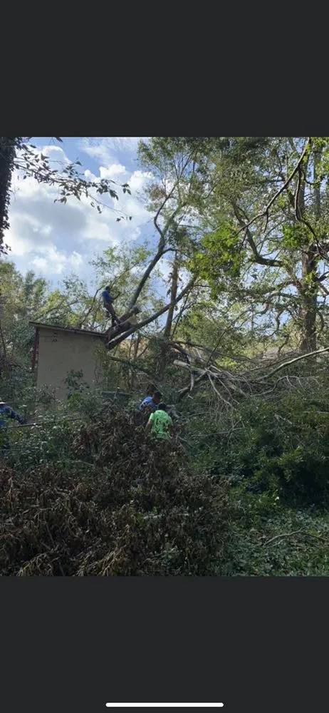 Expert landscaping services in Katy, TX by Big Tex Tree Service and Landscaping