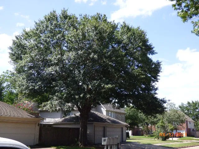 Professional yard cleanup service in Katy, TX by Big Tex Tree Service and Landscaping