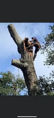 Big Tex Tree Service and Landscaping Logo