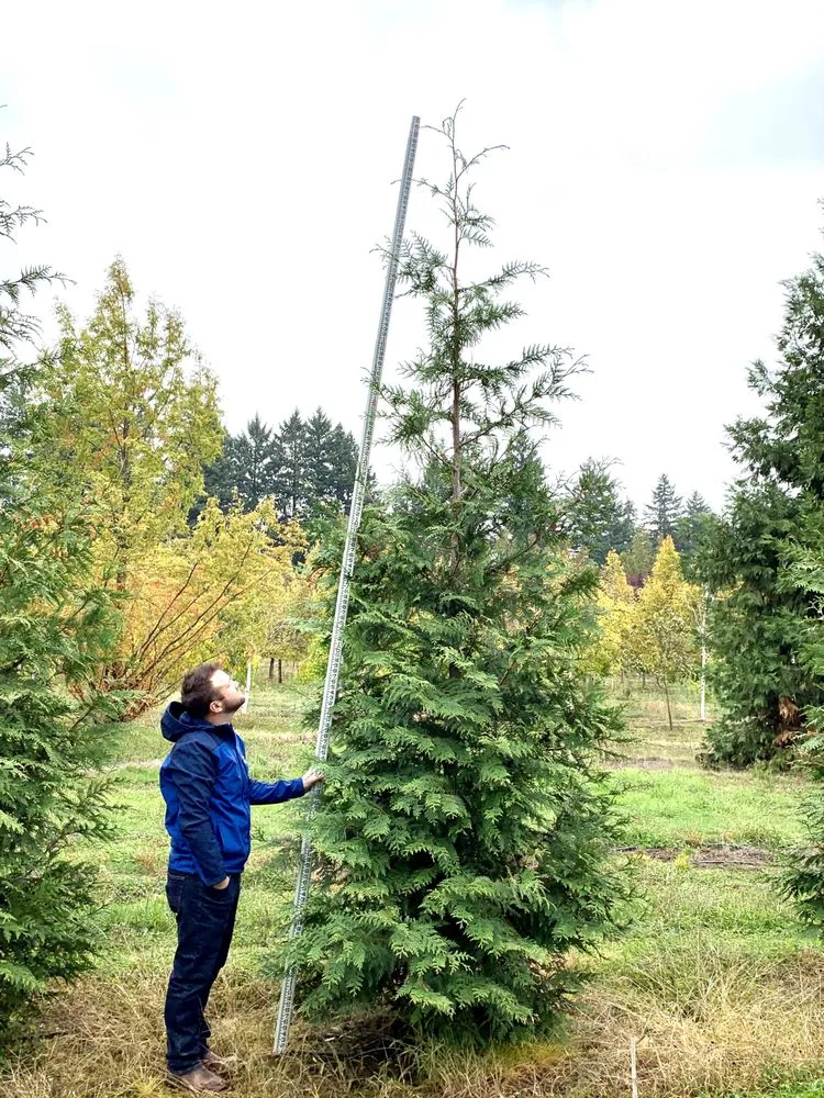 Reliable residential landscaping experts serving Hillsboro, OR - Big Trees Today