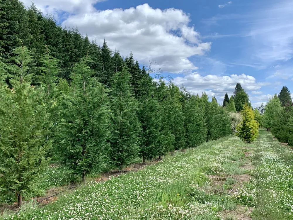 Affordable landscaping services in Hillsboro, OR by Big Trees Today