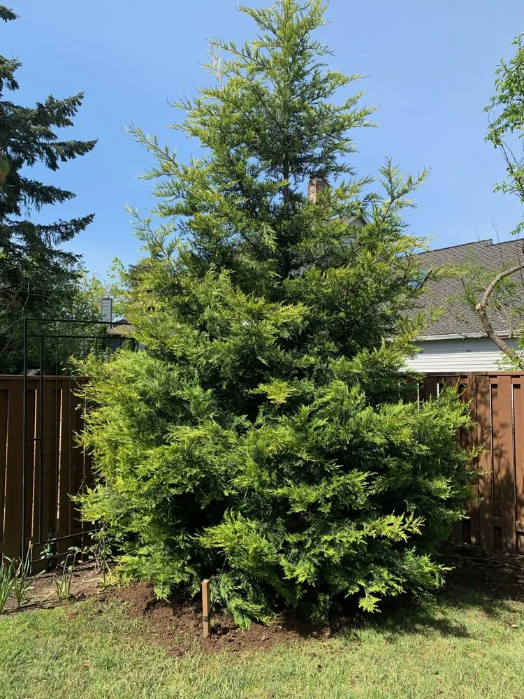 Custom yard cleanup service with custom design across Hillsboro, OR - Big Trees Today