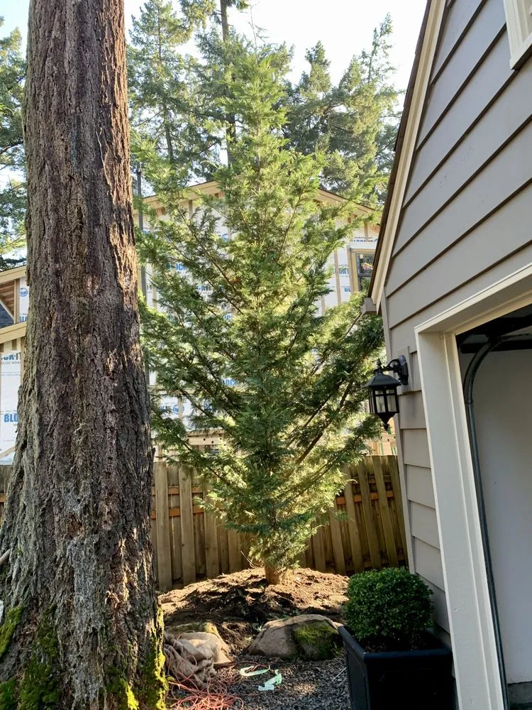 Reliable yard maintenance with custom design in Hillsboro, OR by Big Trees Today