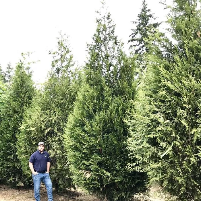 Custom residential landscaping experts serving Hillsboro, OR - Big Trees Today