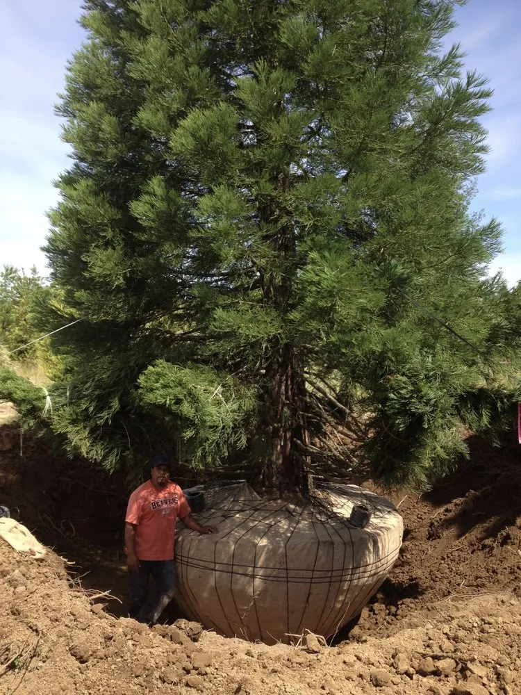 Trusted yard maintenance in Hillsboro, OR by Big Trees Today