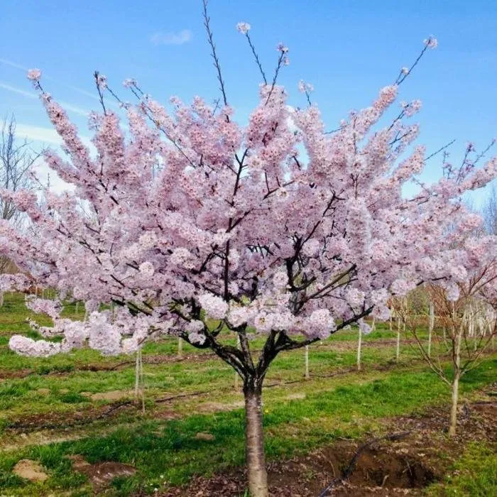 Trusted landscaping services near you across Hillsboro, OR - Big Trees Today
