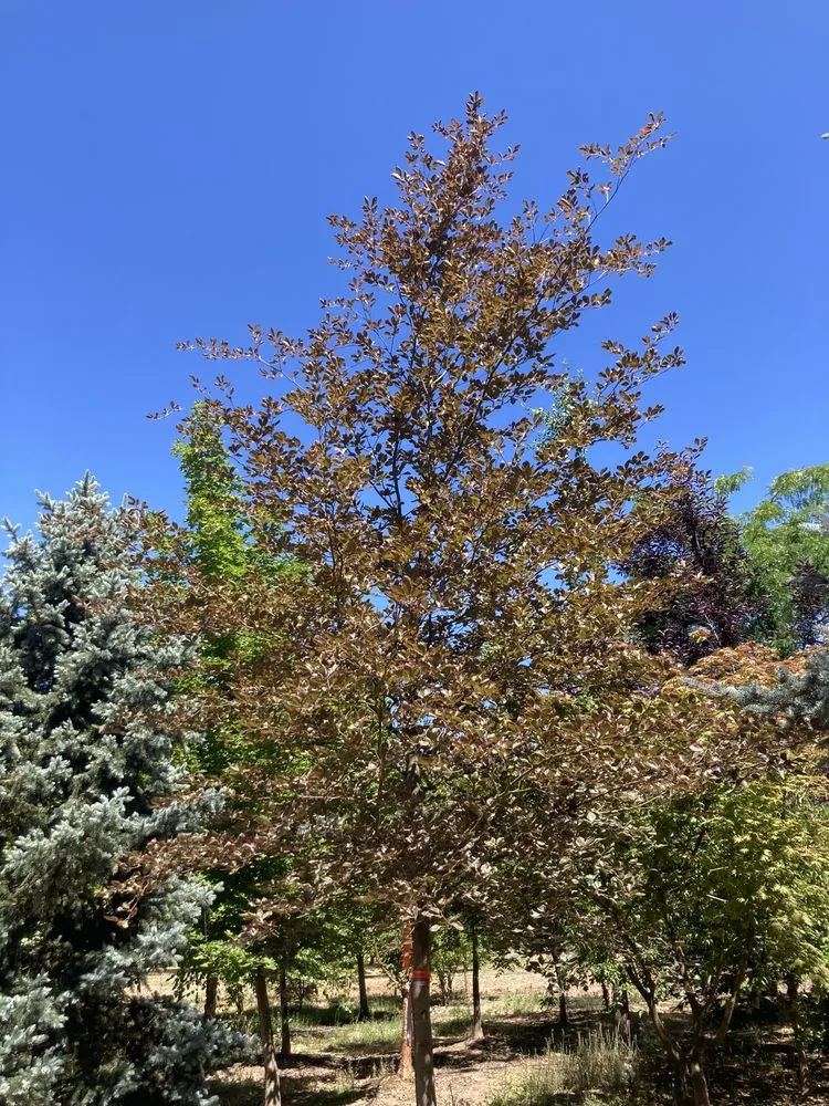 Trusted lawn mowing service experts serving Hillsboro, OR - Big Trees Today