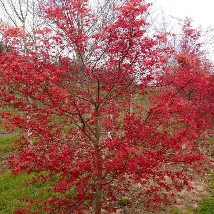 Top-rated outdoor landscaping for homes in Hillsboro, OR by Big Trees Today
