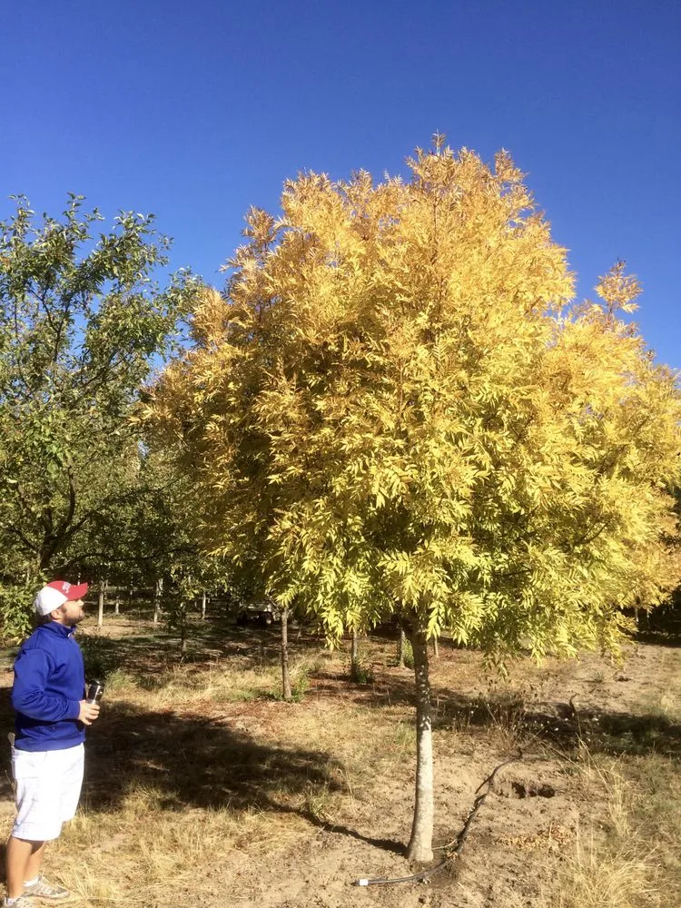 Reliable residential landscaping in Hillsboro, OR by Big Trees Today