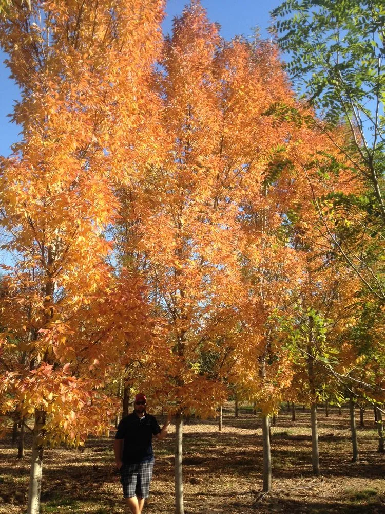 Expert landscaping services for homes across Hillsboro, OR - Big Trees Today