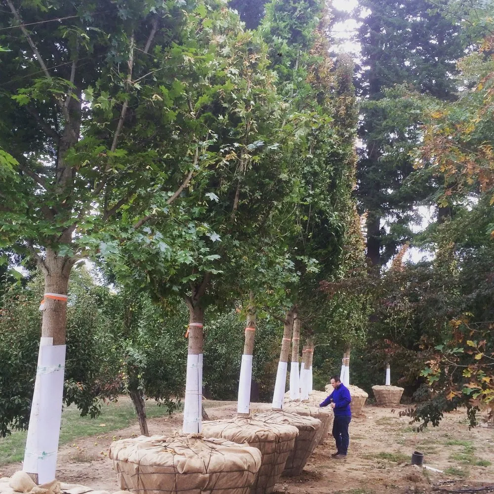 Professional landscape design experts serving Hillsboro, OR - Big Trees Today