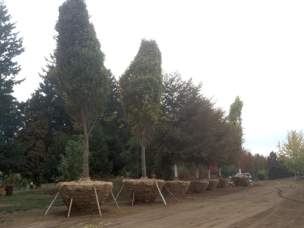 Reliable landscaping services for beautiful yards in Hillsboro, OR by Big Trees Today