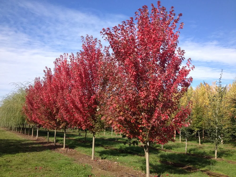 Custom outdoor landscaping in Hillsboro, OR by Big Trees Today