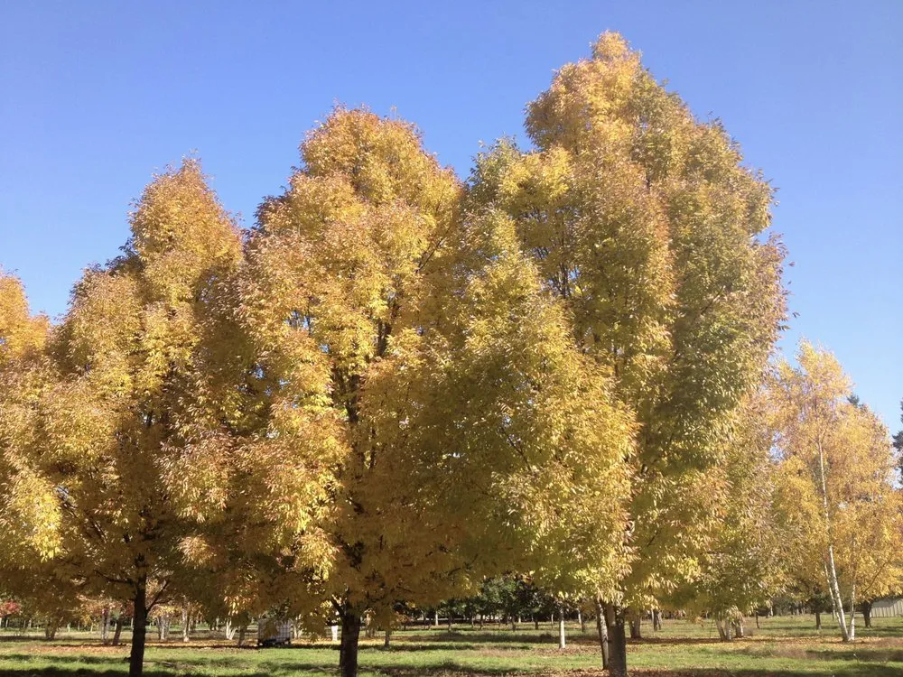 Expert landscape design for beautiful yards across Hillsboro, OR - Big Trees Today