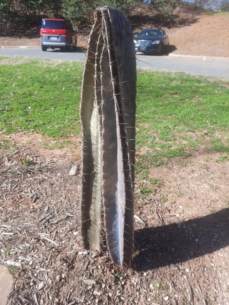 Trusted outdoor landscaping for residential properties across Charlotte, NC - Big Visions Landscaping