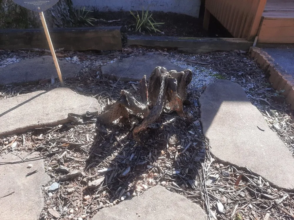 Professional lawn mowing service experts serving Charlotte, NC - Big Visions Landscaping