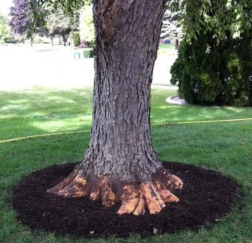 Affordable yard maintenance in Cibolo, TX by Big Weed's Lawn Services