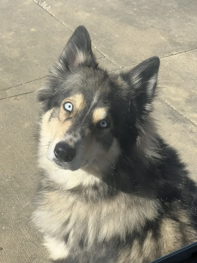 Professional residential landscaping in Youngstown, OH by BigDawg's Lawncare