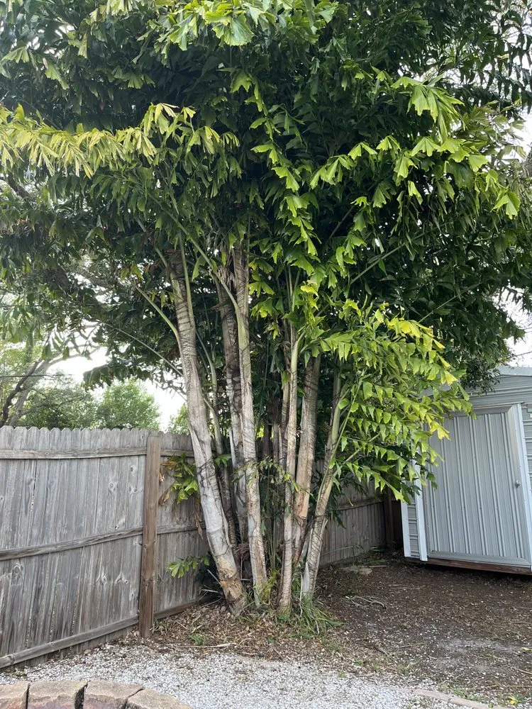 Local lawn mowing service for outdoor upgrades in St. Petersburg, FL by Bigdog Lawn care