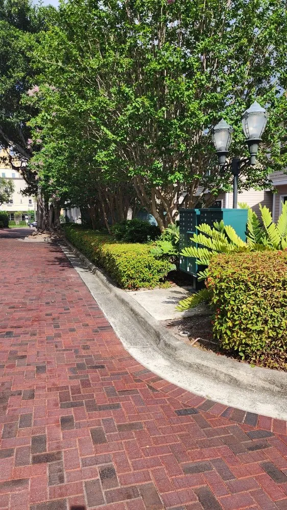 Expert yard cleanup service in St. Petersburg, FL - Bigdog Lawn care