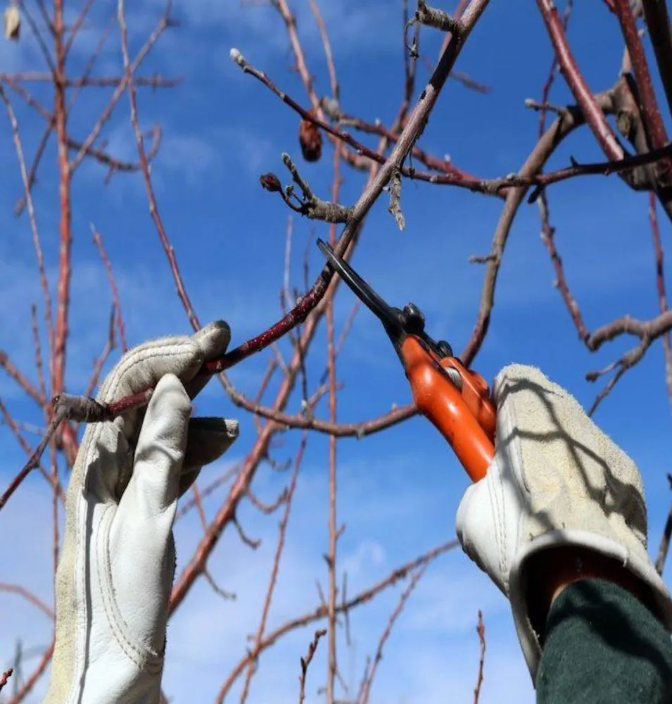 Local landscape design in McKinleyville, CA - Bigfoot Country Lawn Care Plus