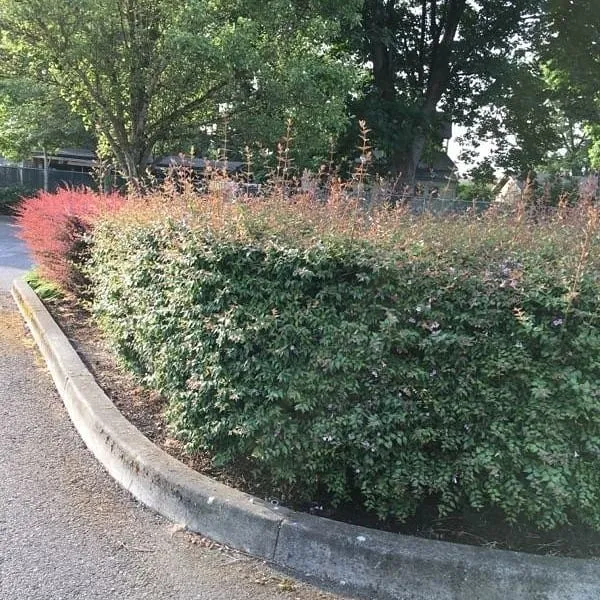 Professional yard maintenance in Sheridan, OR - Bigfoot Lawn Services