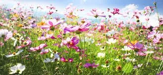 Trusted landscape installation experts serving Sheridan, OR - Bigfoot Lawn Services