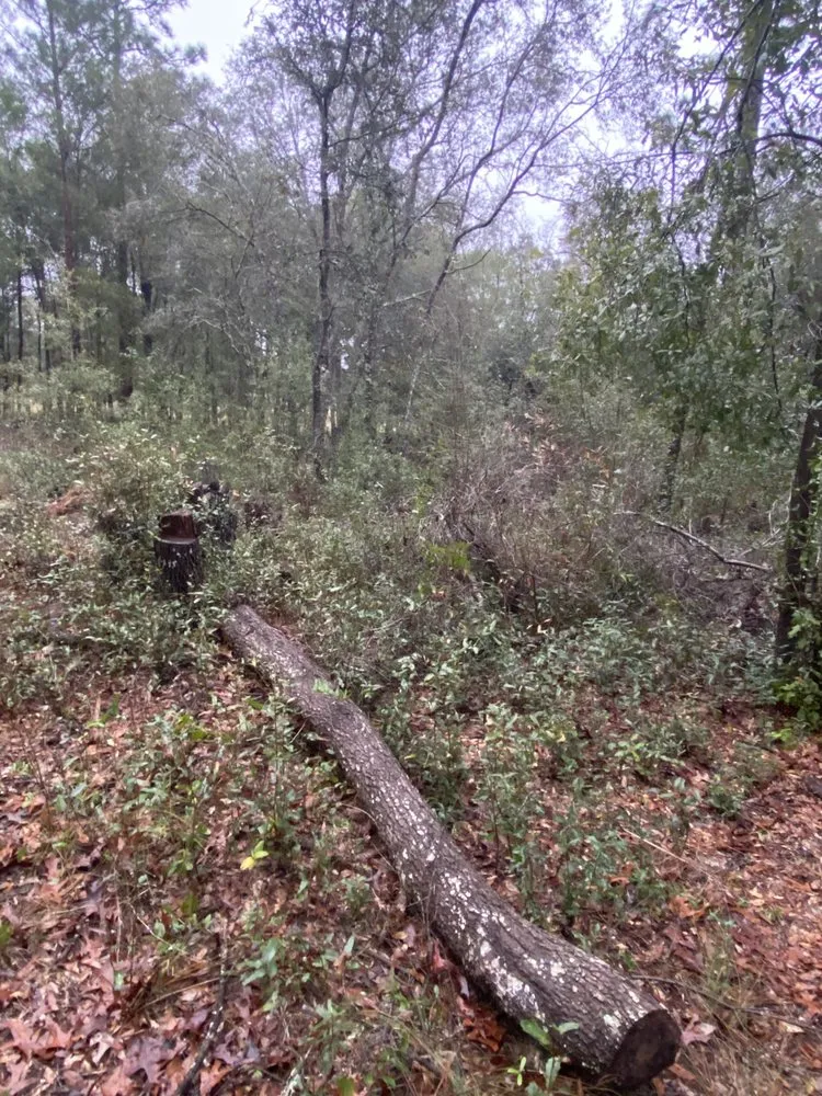 Professional yard cleanup service in Melrose, FL - Bigfoot Site Services