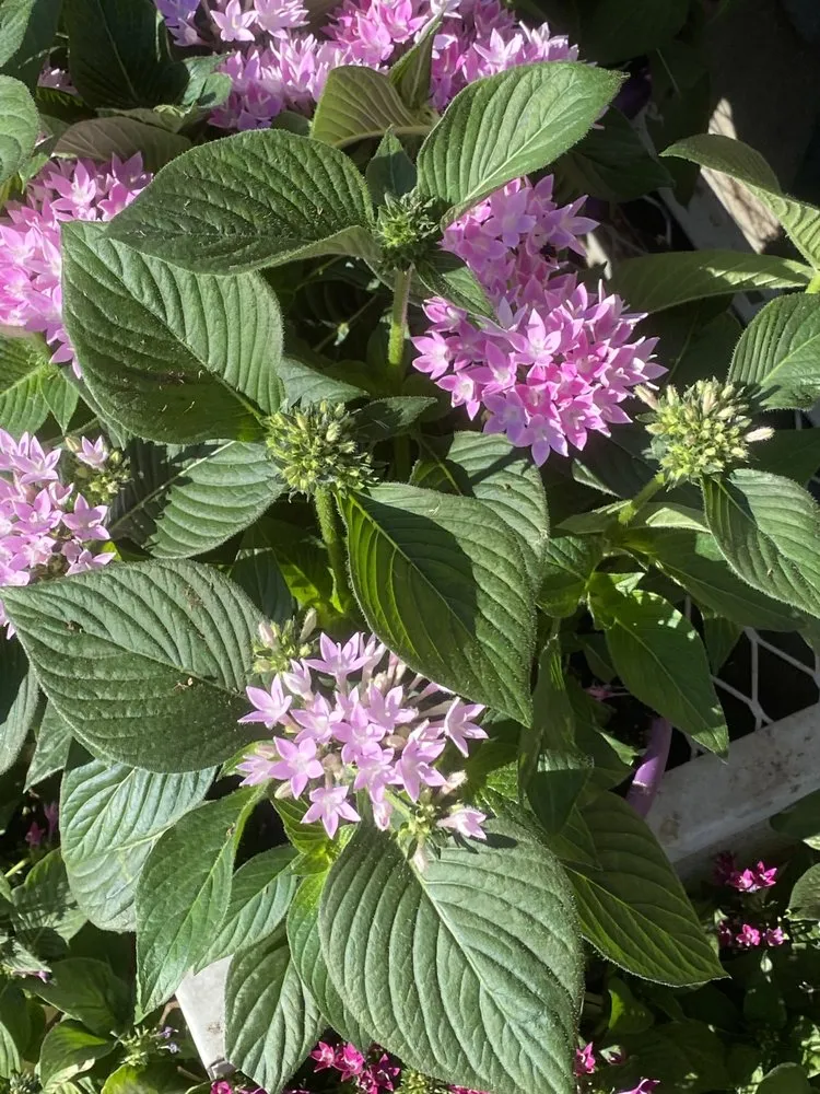 Professional lawn mowing service experts serving Pleasanton, CA - Bigger Better Plants