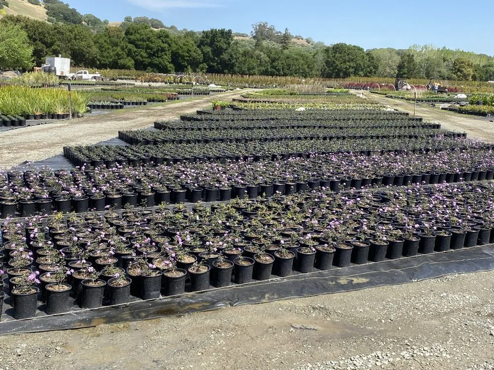 Expert landscape design in Pleasanton, CA - Bigger Better Plants