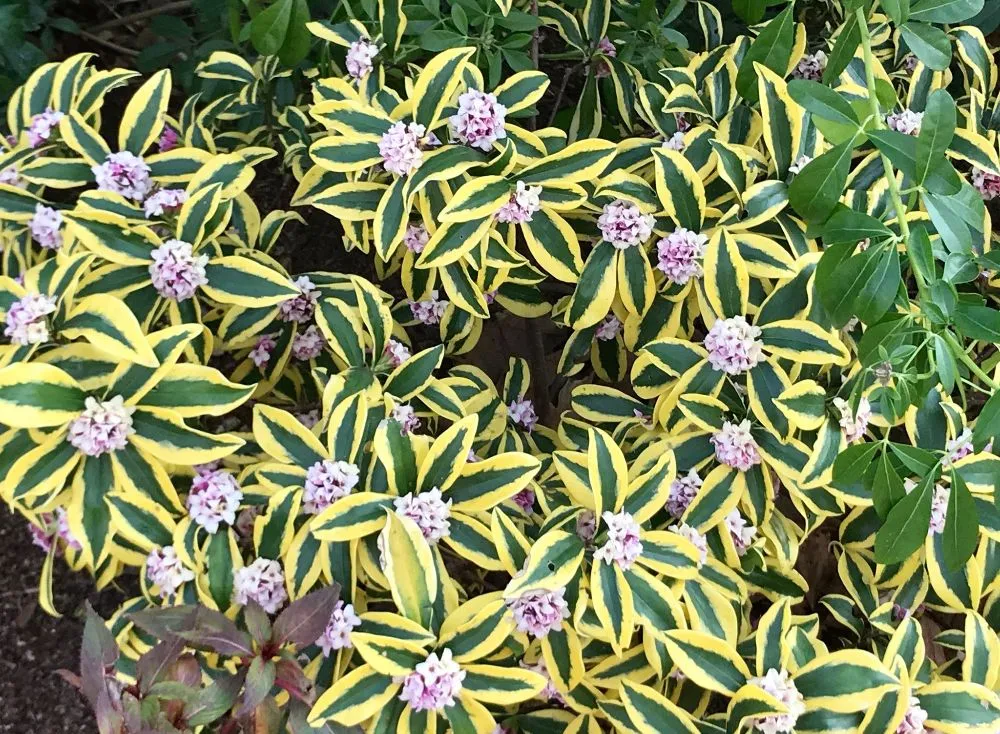 Expert outdoor landscaping in Pleasanton, CA by Bigger Better Plants