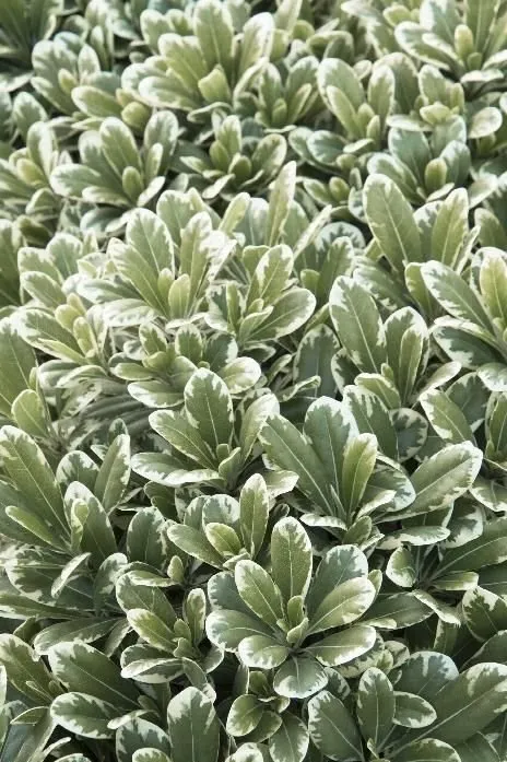 Custom lawn mowing service for homes across Pleasanton, CA - Bigger Better Plants