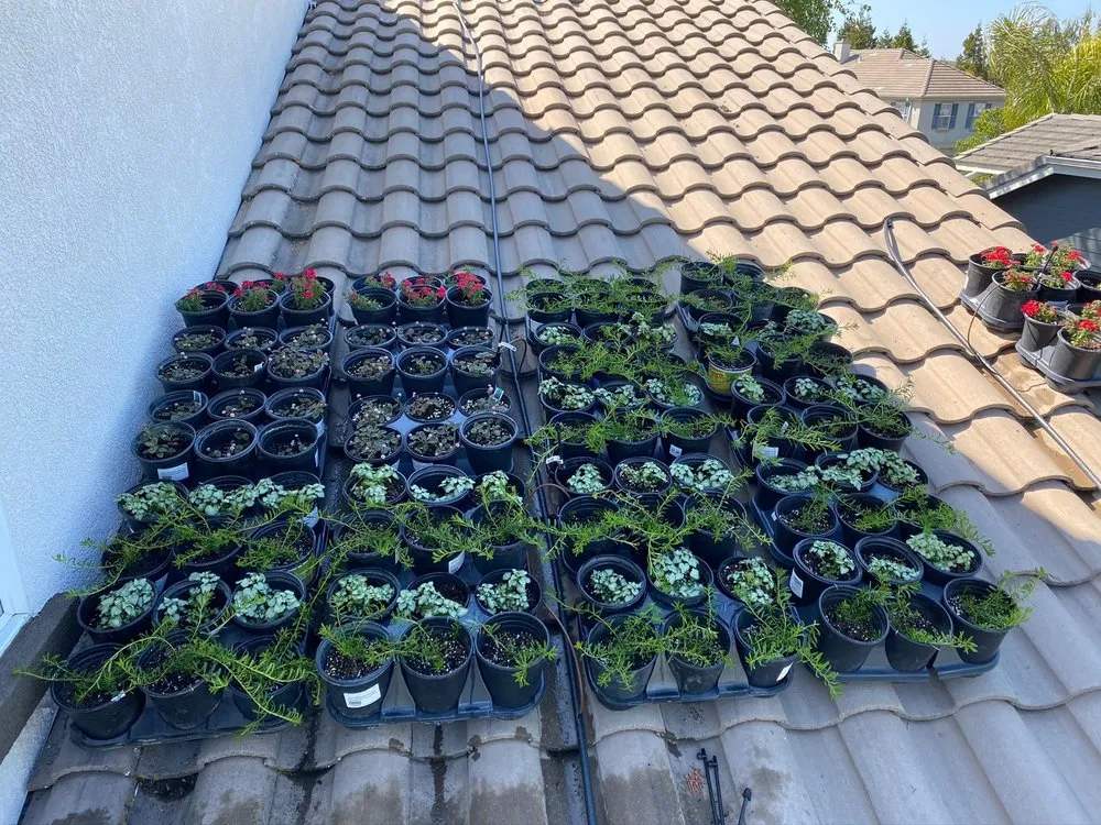 Custom lawn care service for residential properties in Pleasanton, CA by Bigger Better Plants