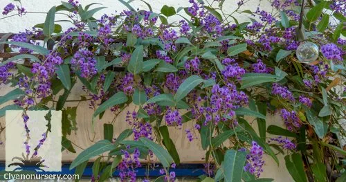 Top-rated landscape design experts serving Pleasanton, CA - Bigger Better Plants