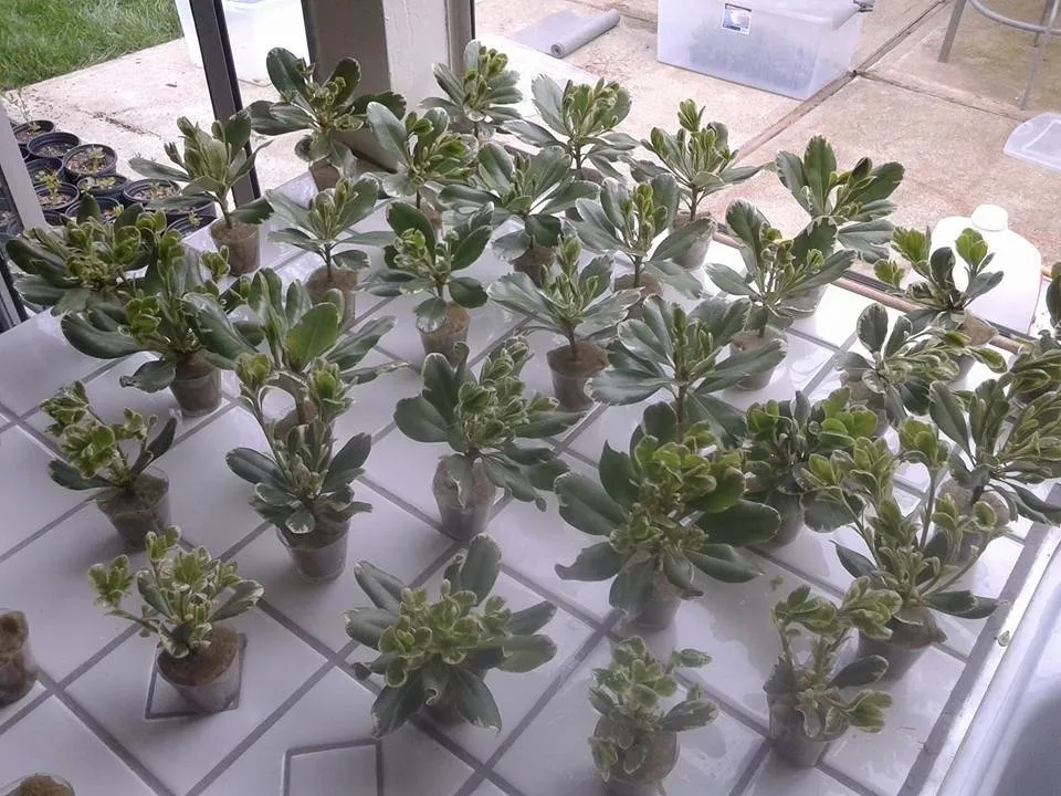 Reliable outdoor landscaping for outdoor upgrades across Pleasanton, CA - Bigger Better Plants