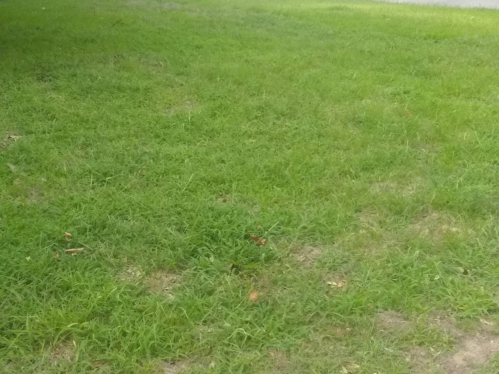 Reliable lawn care service experts serving Mineola, TX - Biggie's Residential Lawn Care