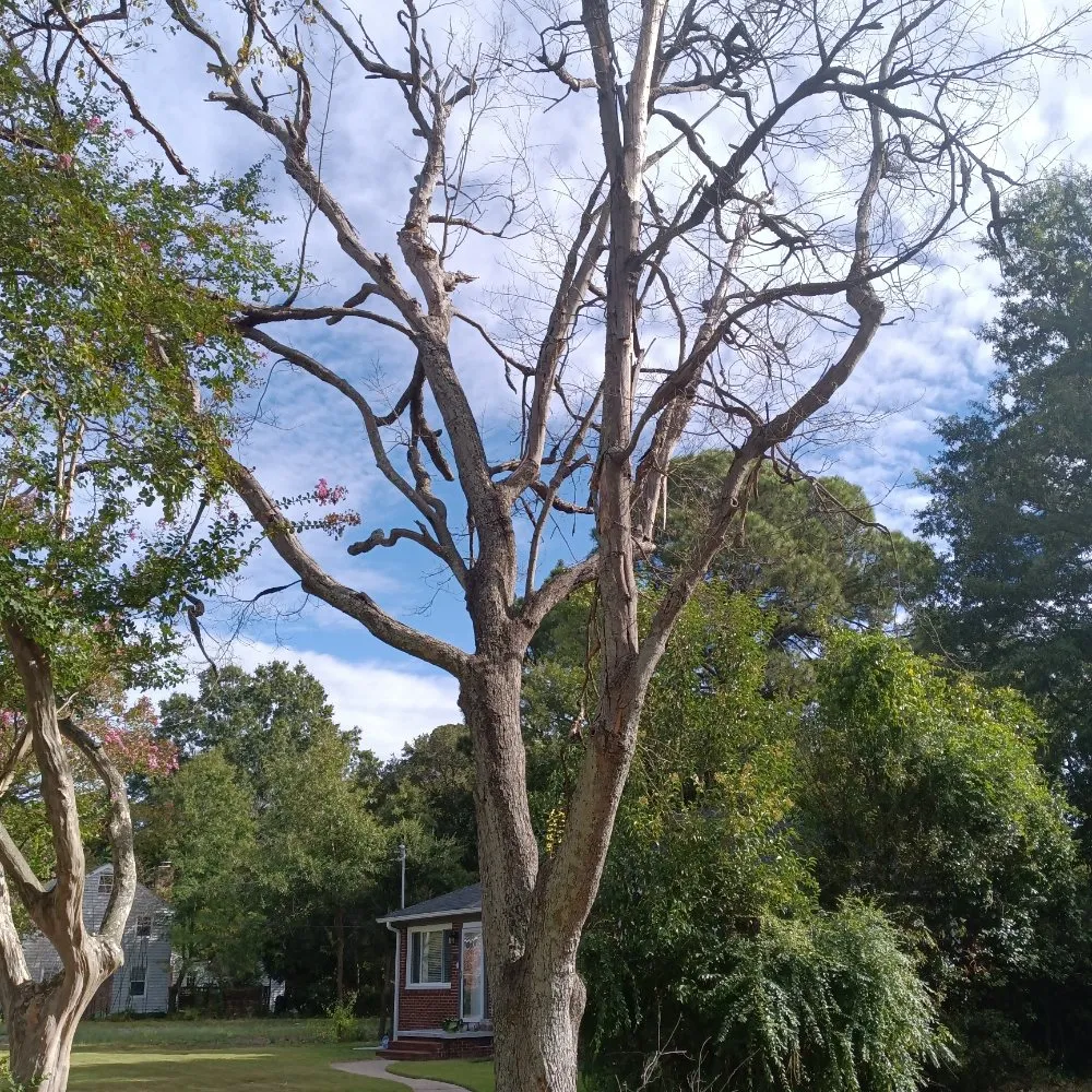 Trusted outdoor landscaping near you in Suffolk, VA by BiggStrik3r's Organization